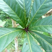 Barringtonia racemosa (L.) Spreng.